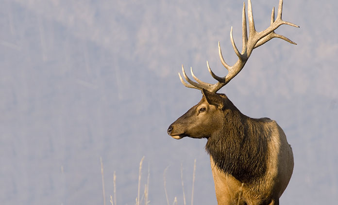 Yellowstone and Tetons Multisport Tour