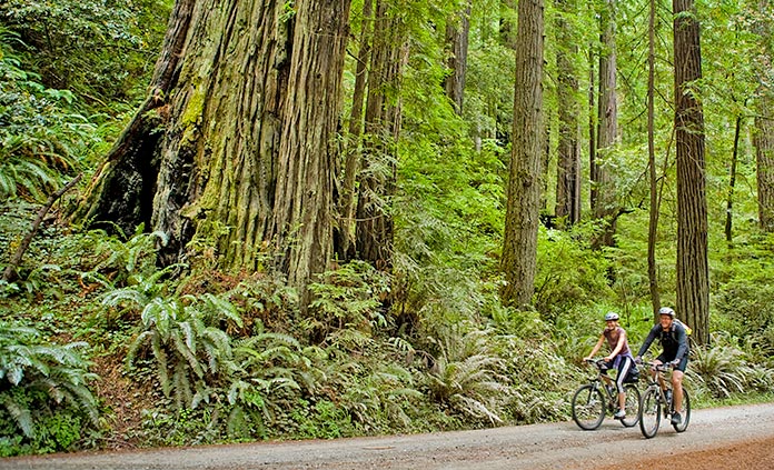 Redwoods Multi-Adventure Camping Tour