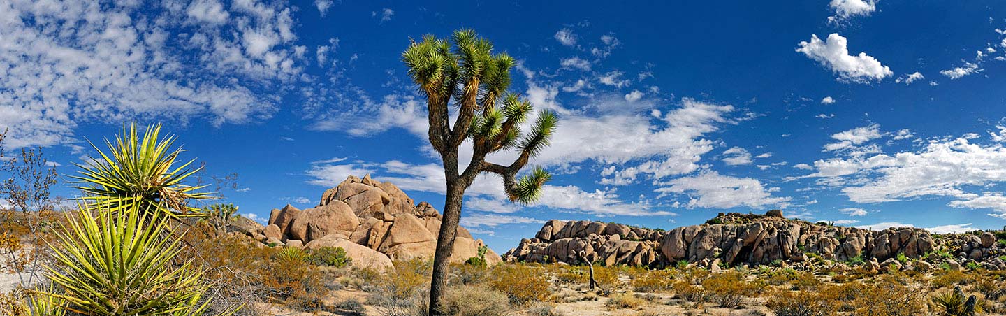 Joshua Tree Palm Spring