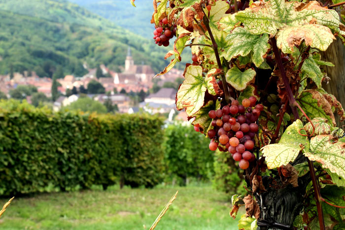 Alsace Bike Trips Biking in Alsace Champagne Backroads