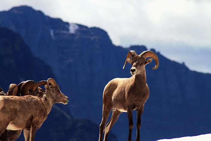 Glacier & Waterton Lakes National Park Family Hiking Tours