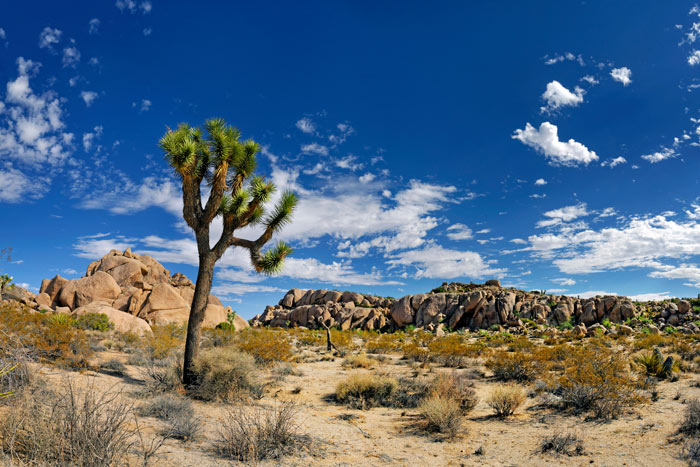 Palm Springs Hiking | Joshua Tree Hiking Tours | Walking Tours